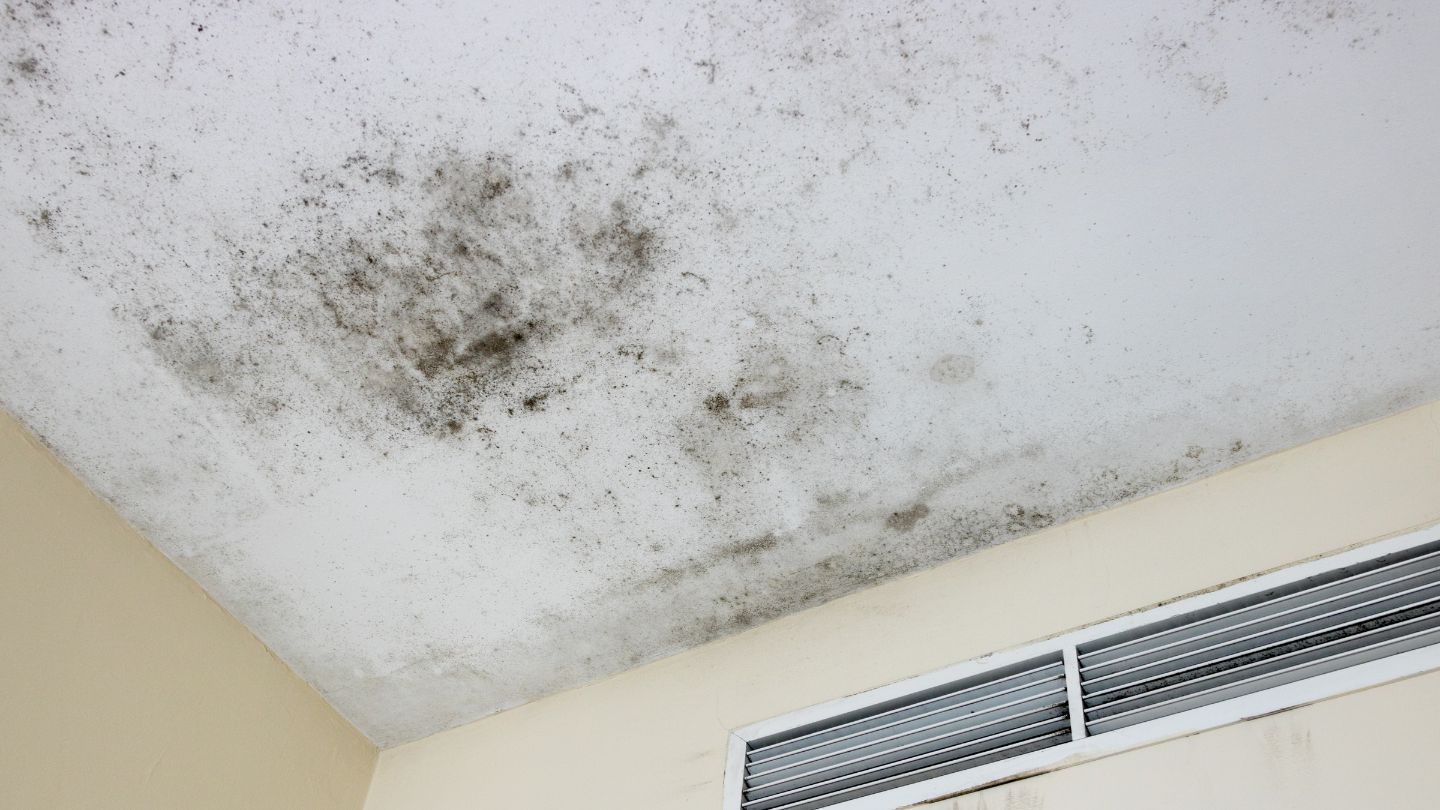 The Impact of Mold Infestation on Home Value