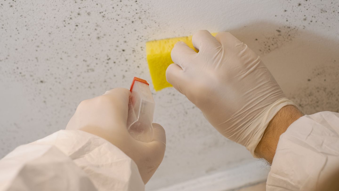 Cleaning Mold On The Wall