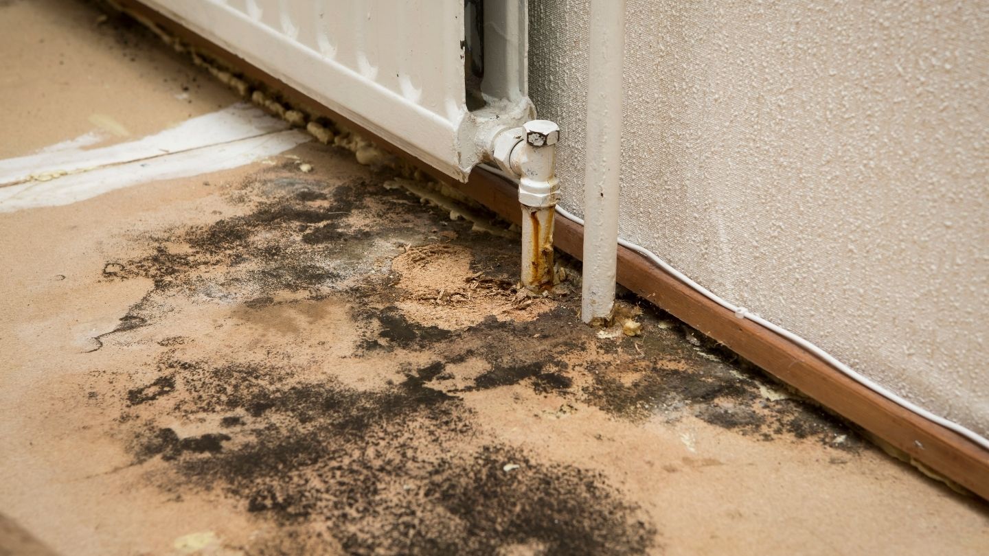 7 Key Signs You Have Mold in Pipes and What to Do