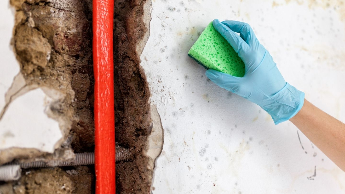 What to Do If You Suspect Mold in Your Pipes