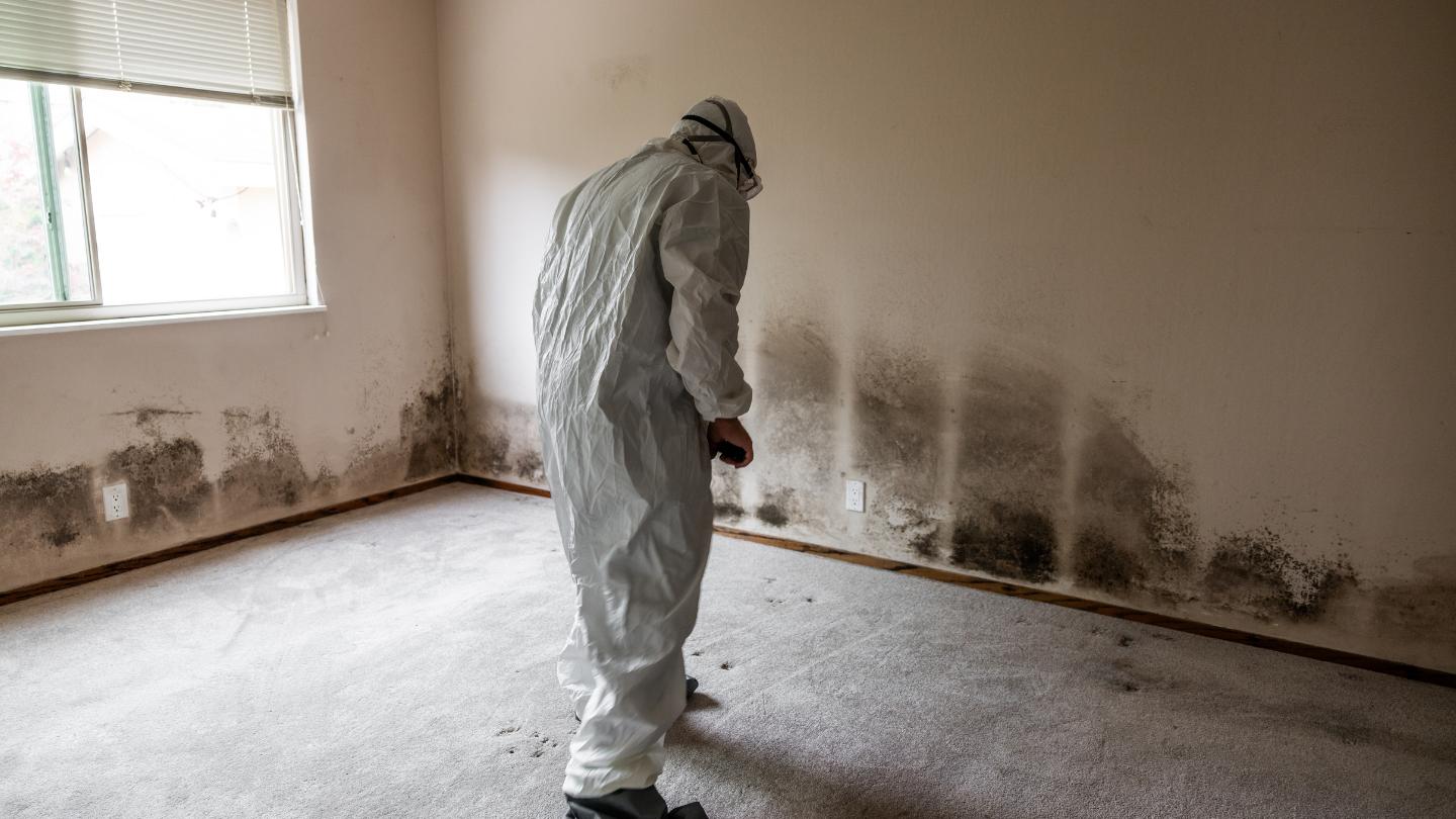 Importance of Mold Inspection