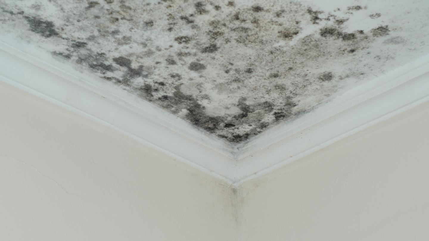 Toxic Black Mold vs Black Mold: Key Differences and Solutions