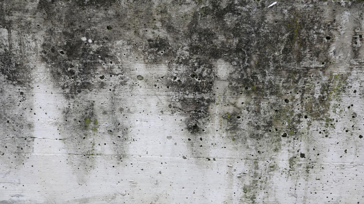 Understanding Black Mold