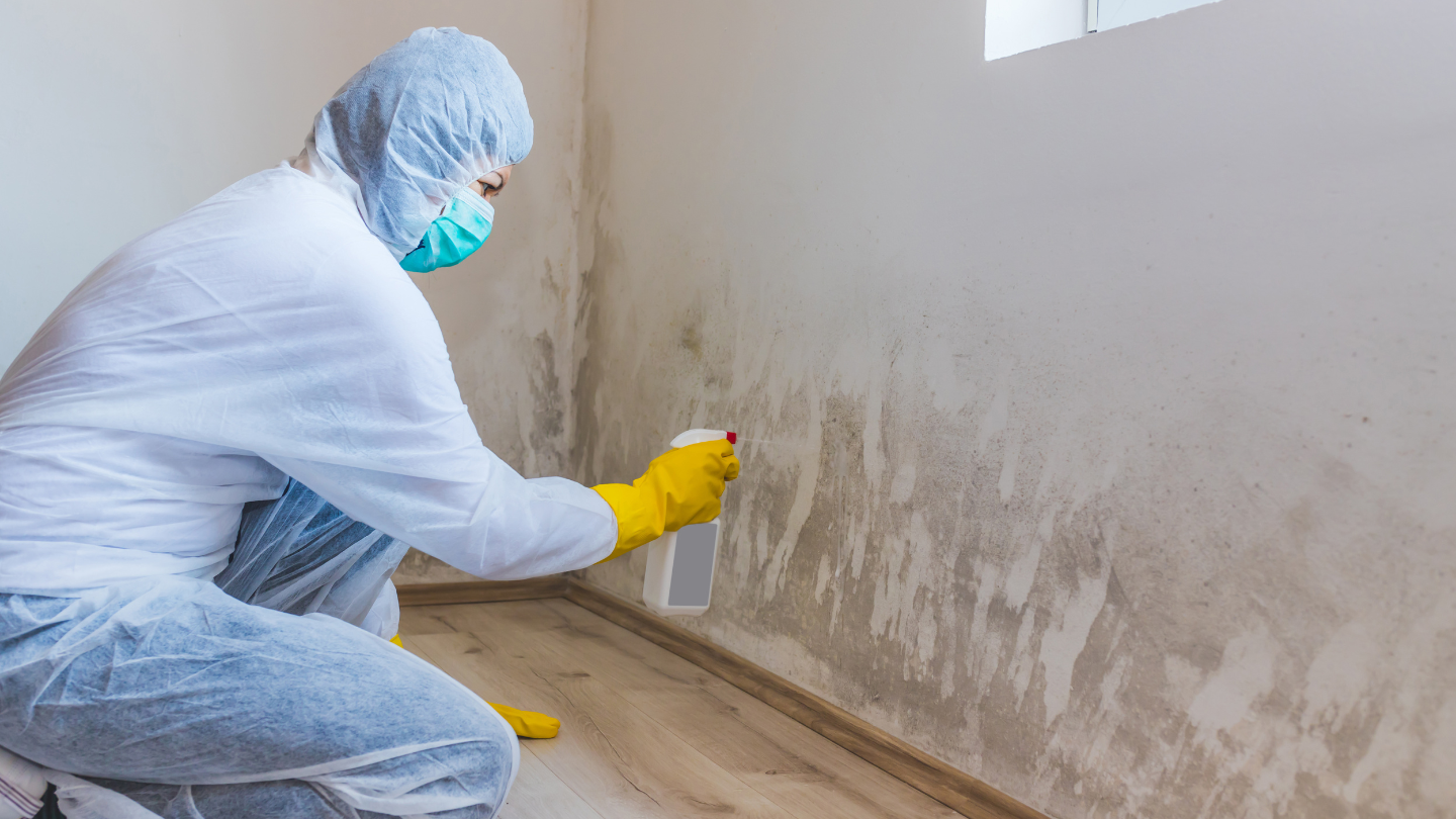 Key Differences Between Mold Mitigation and Mold Remediation