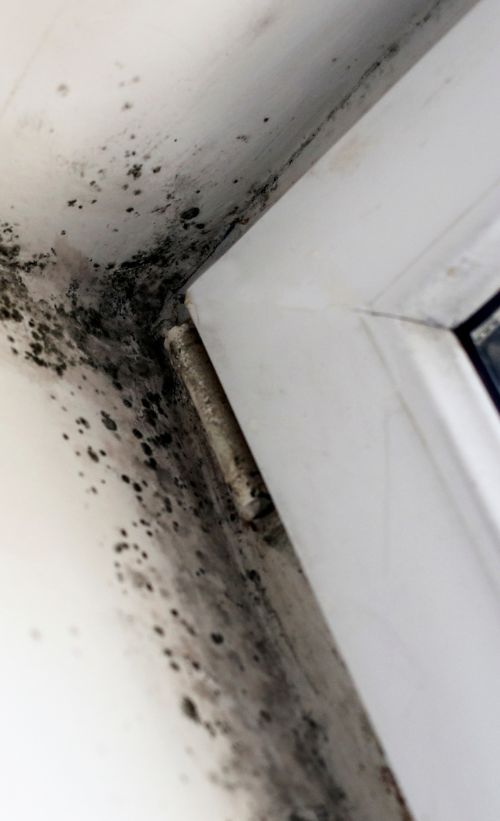 Mold Growth Near Door Frame
