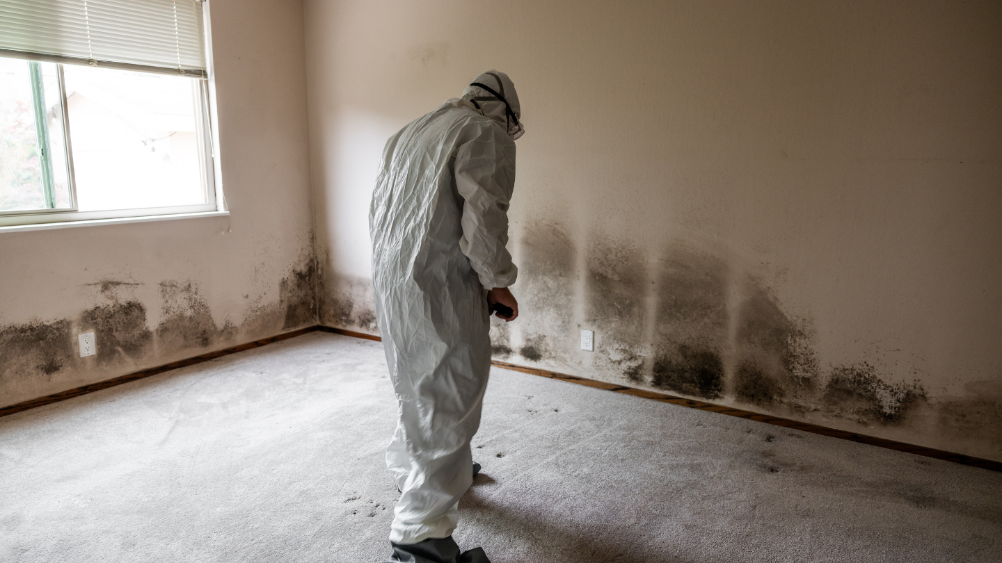 The Mold Remediation Process