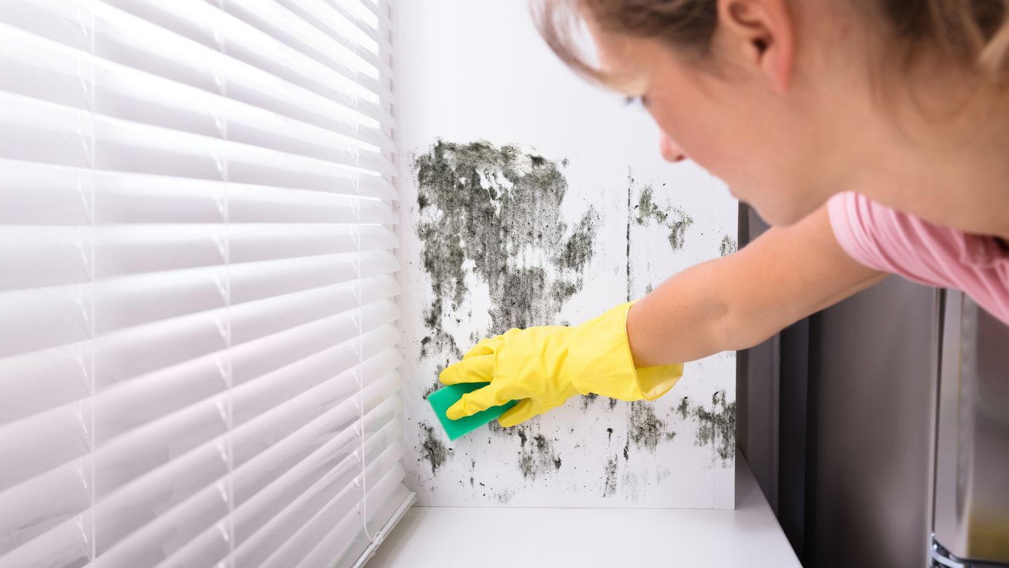 DIY Mold Remediation: What You Need to Know