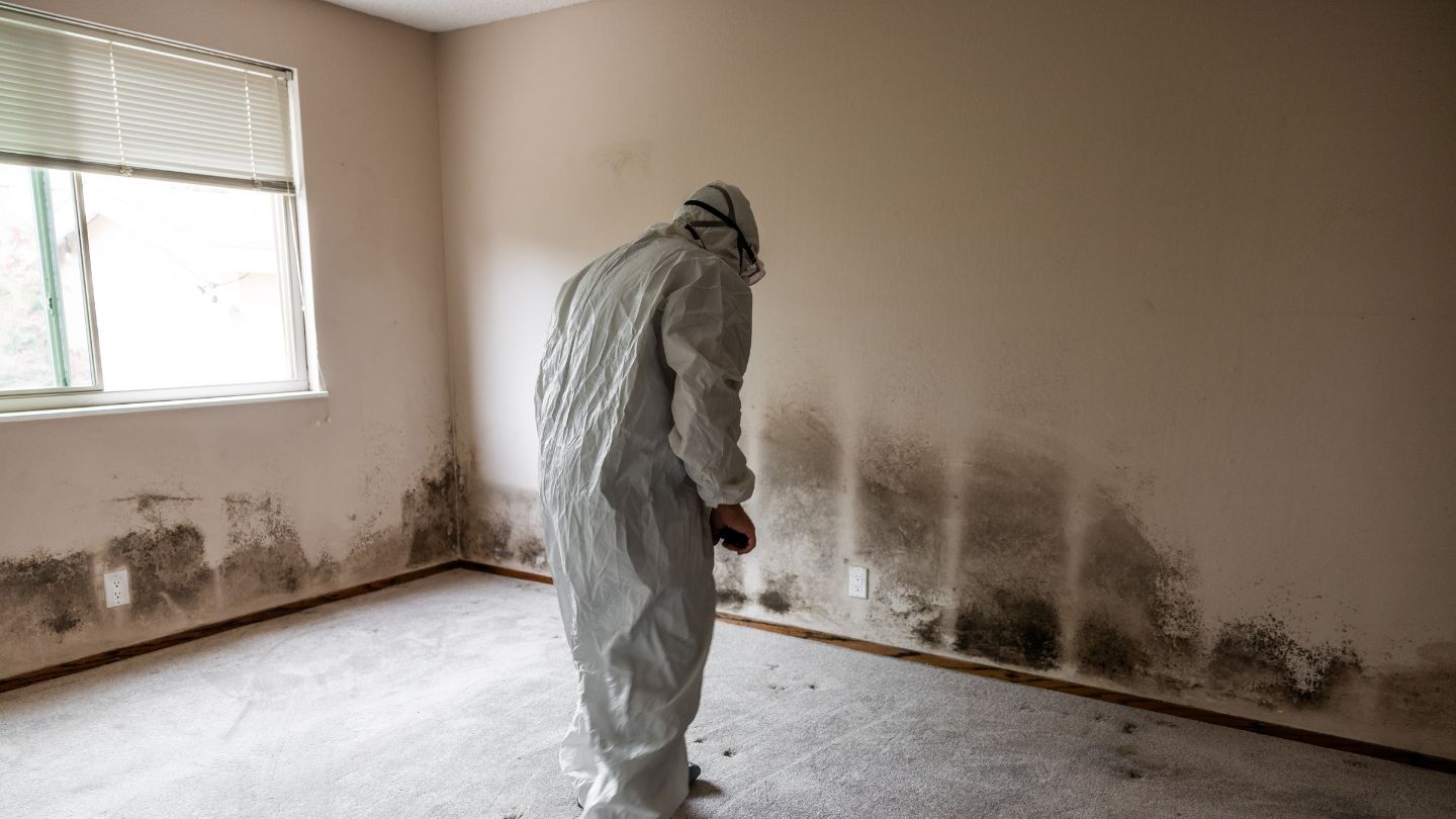 Importance of Professional Mold Inspection and Testing