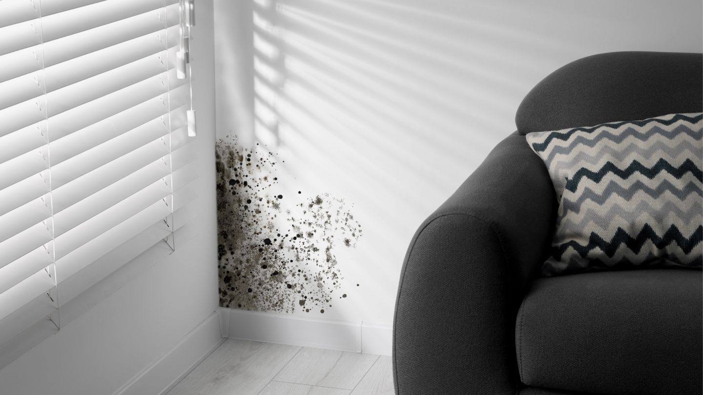 Is Black Mold Inside Walls Dangerous? What You Need to Know