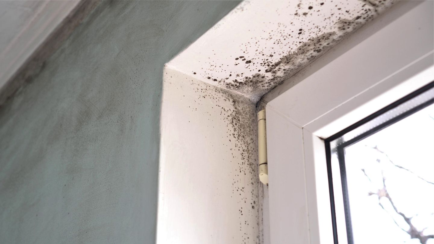 Limitations of DIY Mold Removal