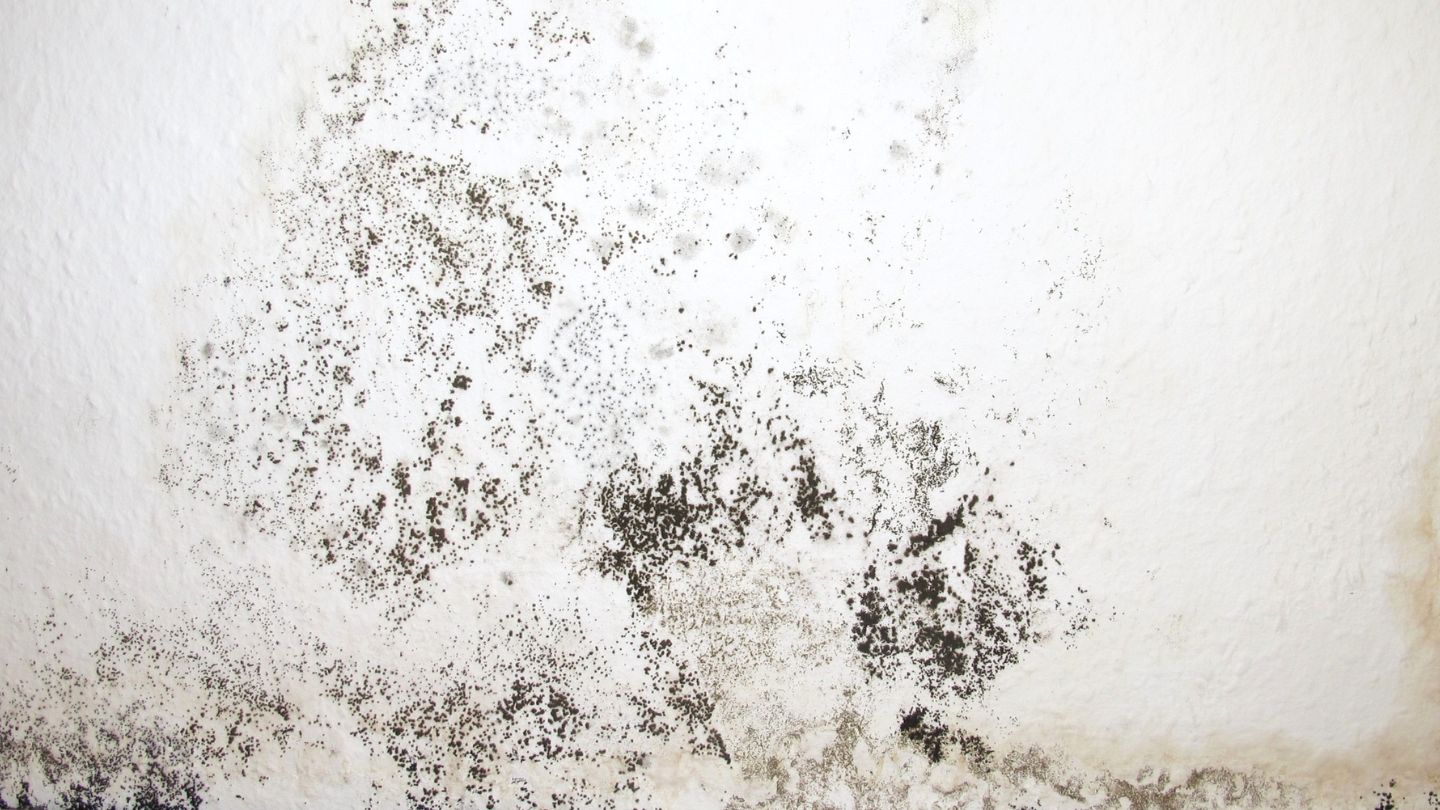 Preventive Measures to Avoid Mold Inside Walls