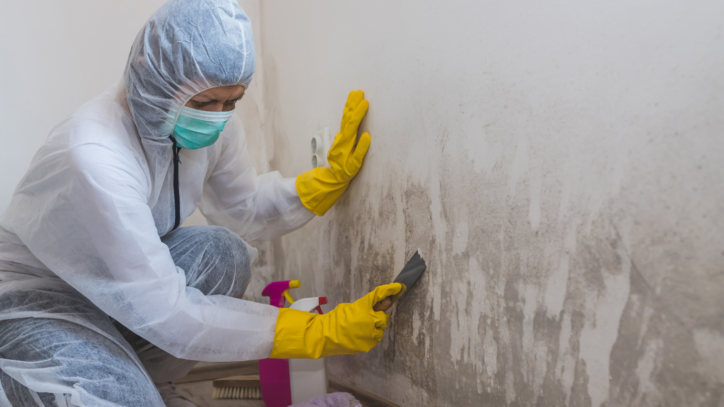 Professional Solutions for Mold Prevention
