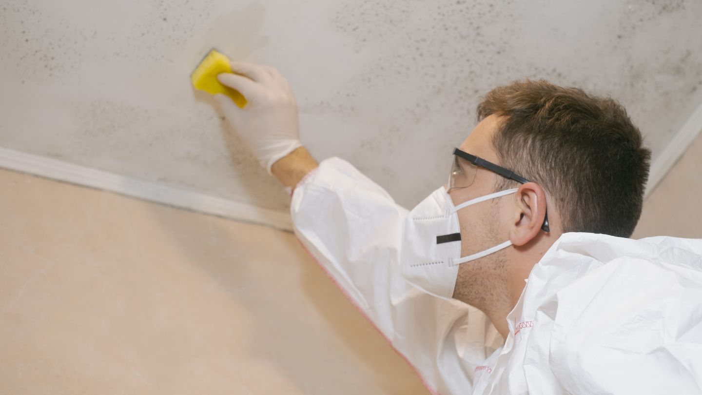 The Importance of Professional Mold Removal