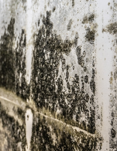 Mold Growth On Wall Surface