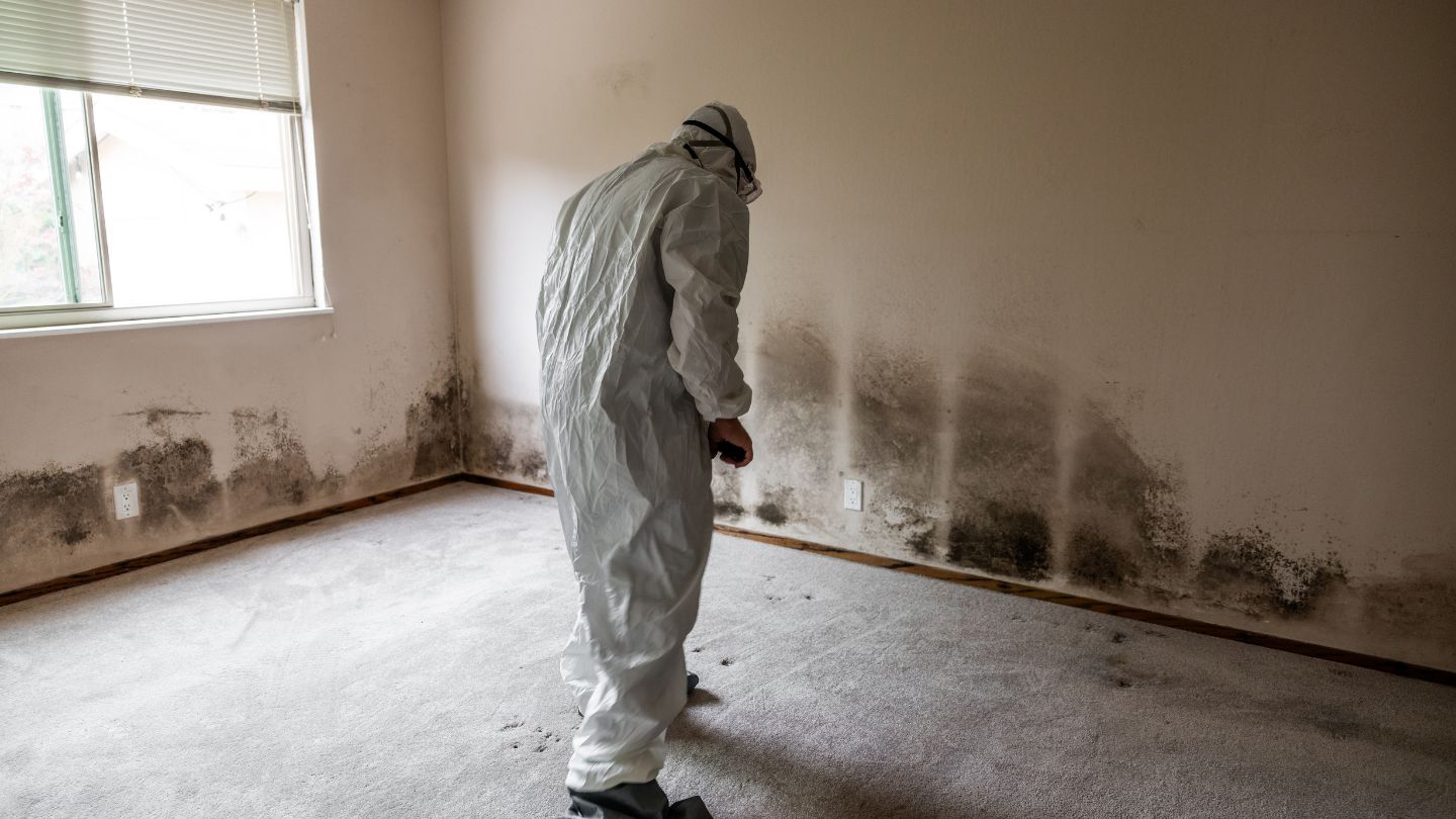 Professional Inspecting Mold In Contaminated Room
