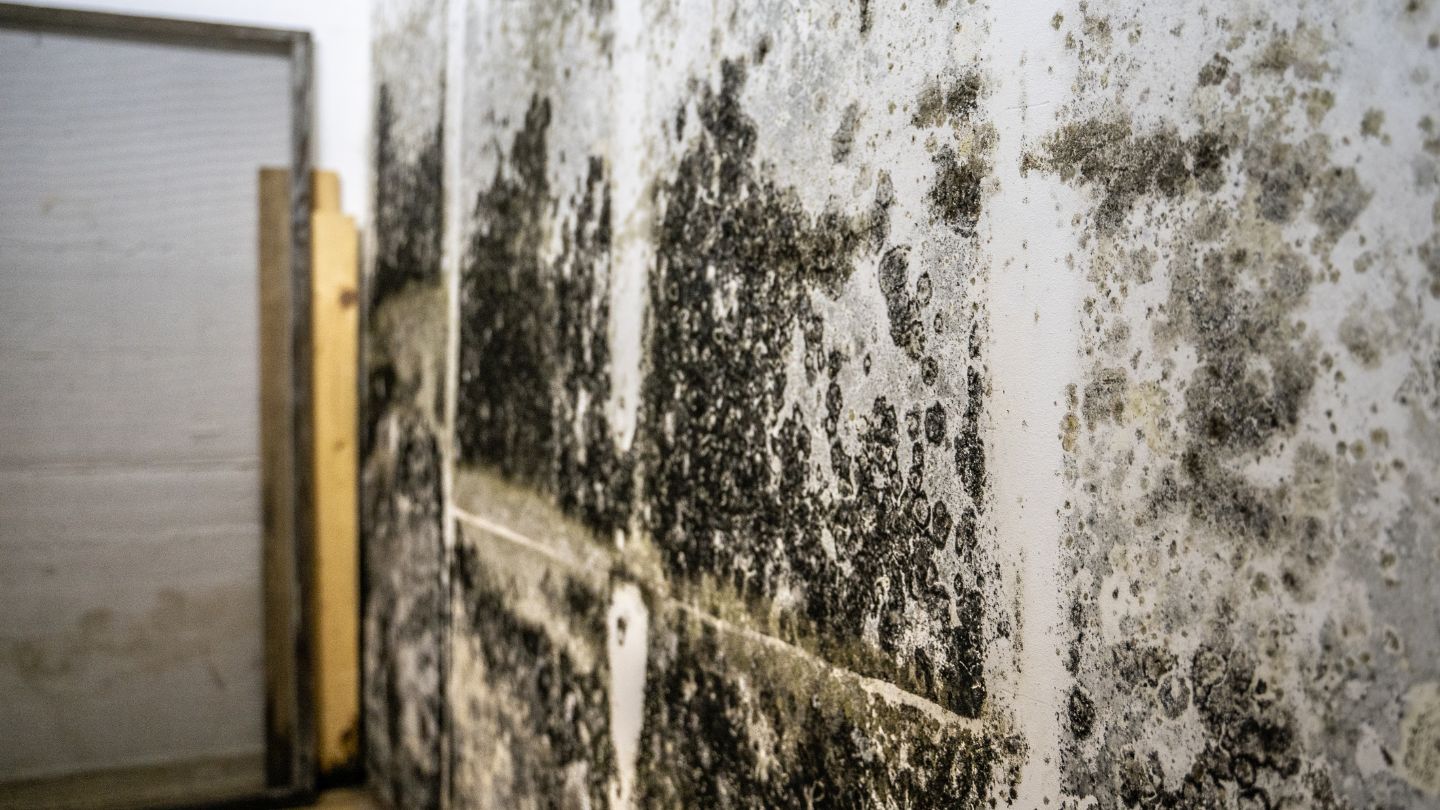 Severe Mold Infestation On Wall