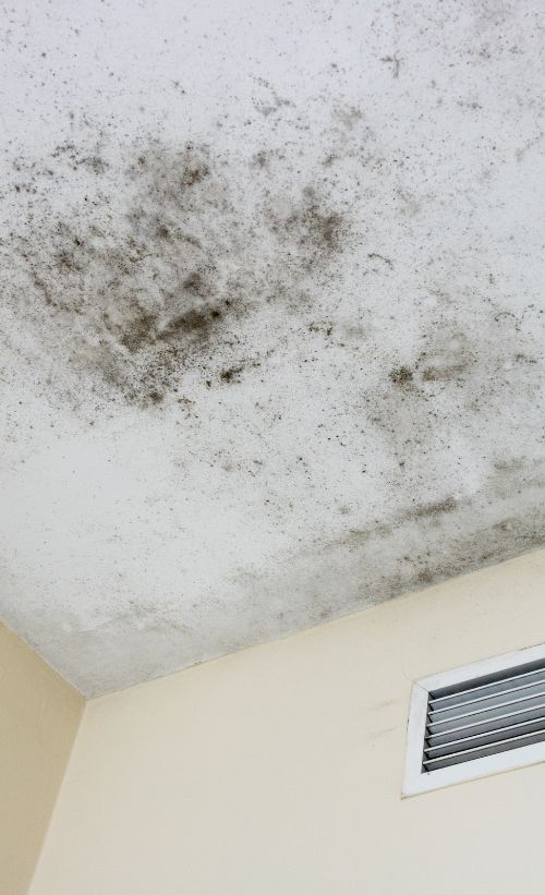 Black Mold Growing On Ceiling Near Air Vent Black Mold Growing On Ceiling Near Air Vent