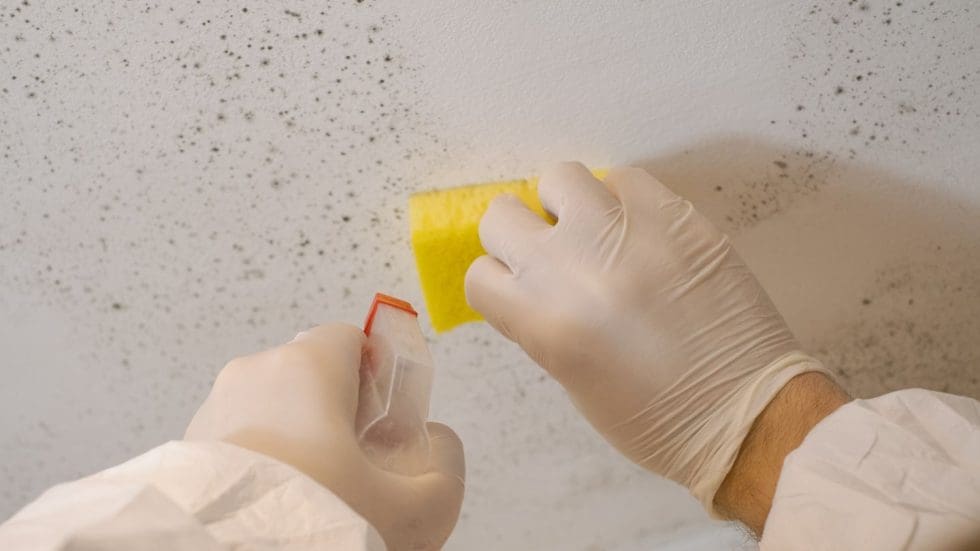 Cleaning Mold From Wall With Sponge And Spray