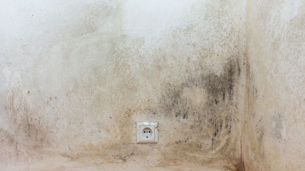 Mold Damage On Wall Around Power Outlet
