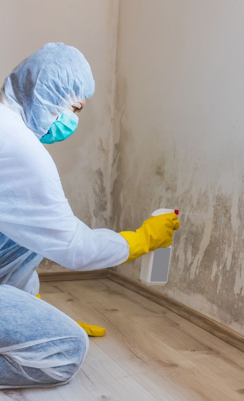 Mold Removal Specialist Buford, GA Mold Removal Specialist Buford, GA