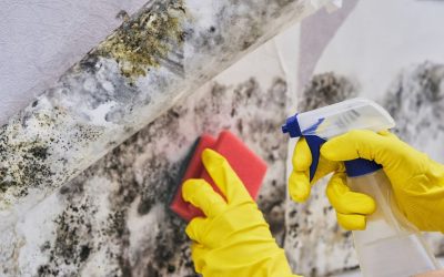 What is the Difference Between Mold Removal and Mold Remediation