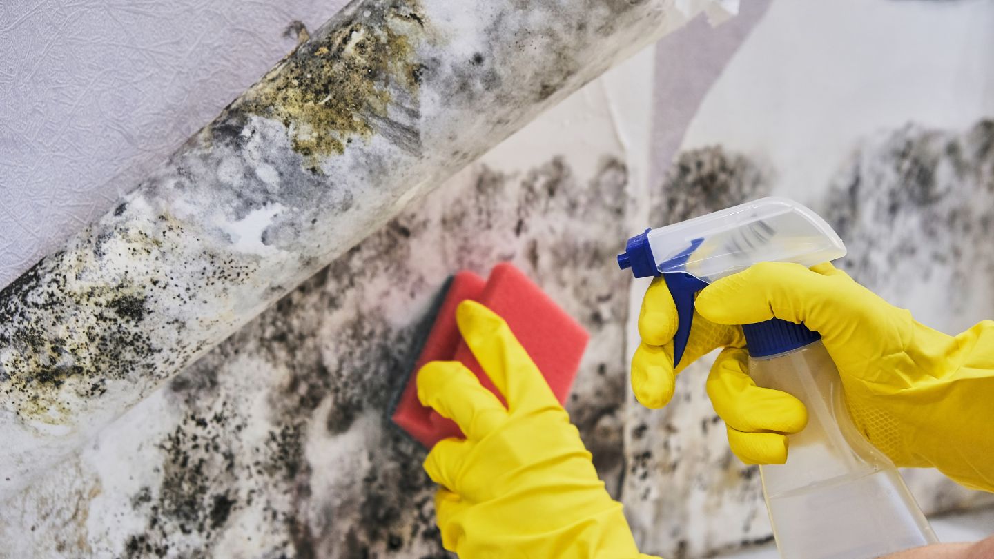 Person Removing Mold With Spray Bottle And Sponge
