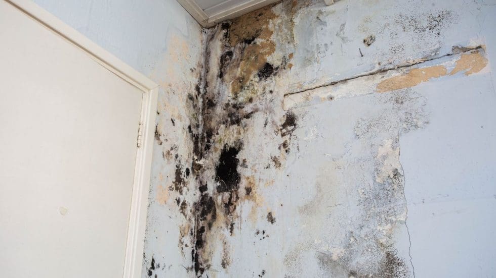 Severe Mold Damage On Interior Wall