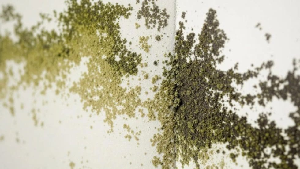 Mold Growth On Wall Surface