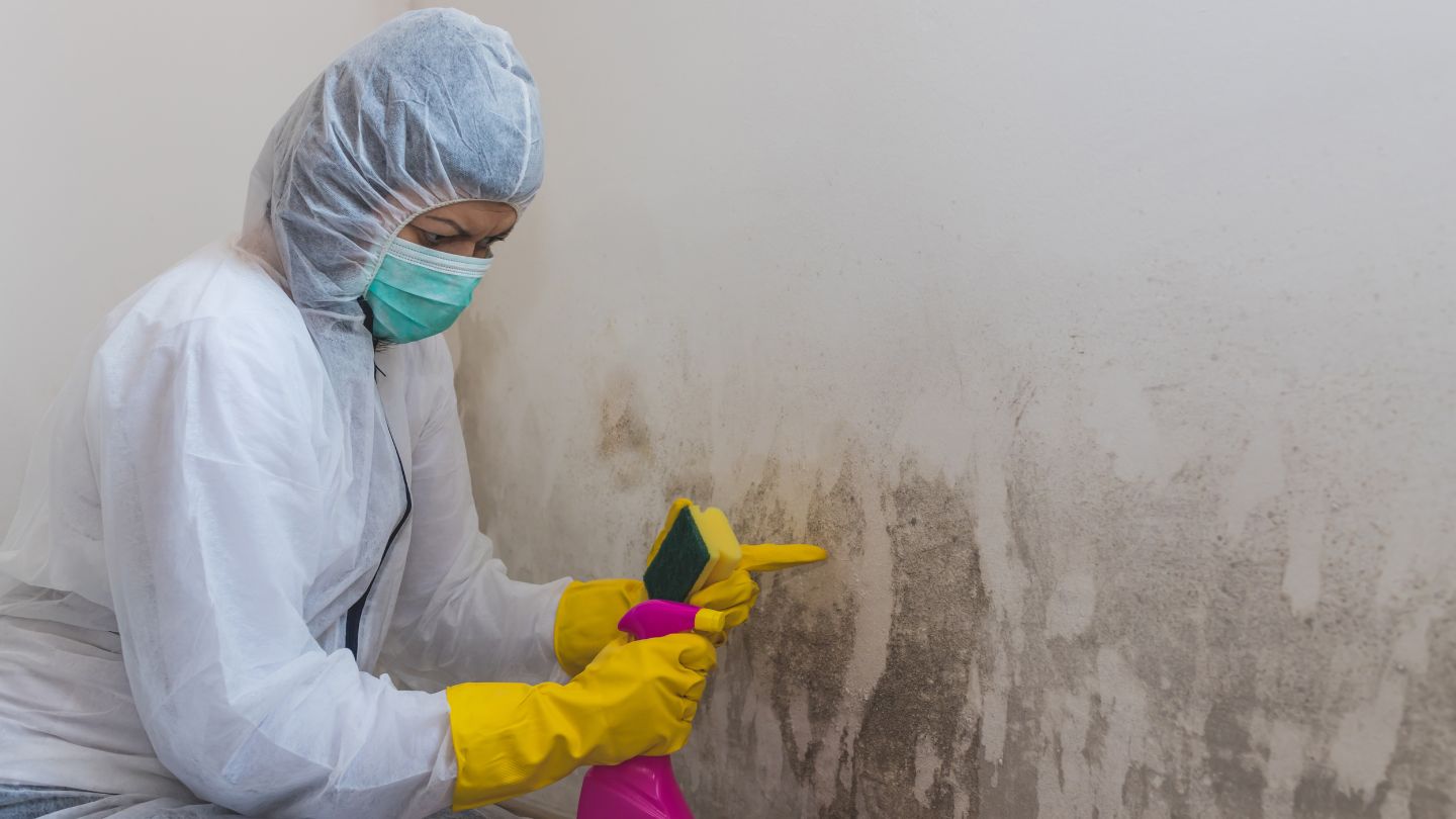 Professional Mold Remediation Process
