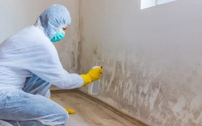 The Role of Moisture Control in Effective Mold Remediation: Best Practices and Tips