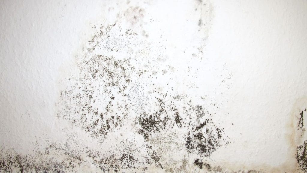 common pests attracted to mold