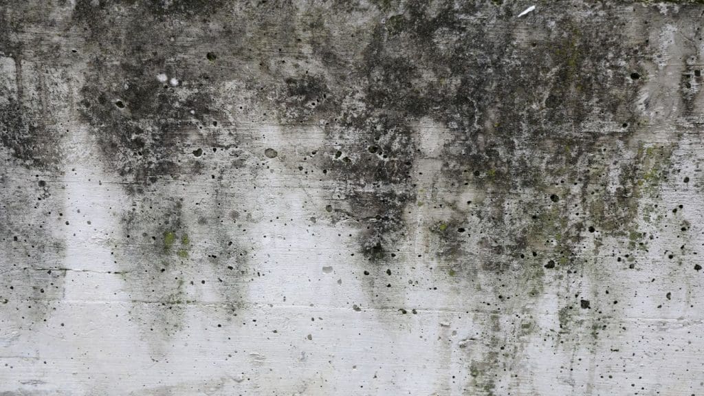 the-impact-of-atlantas-climate-on-mold-growth