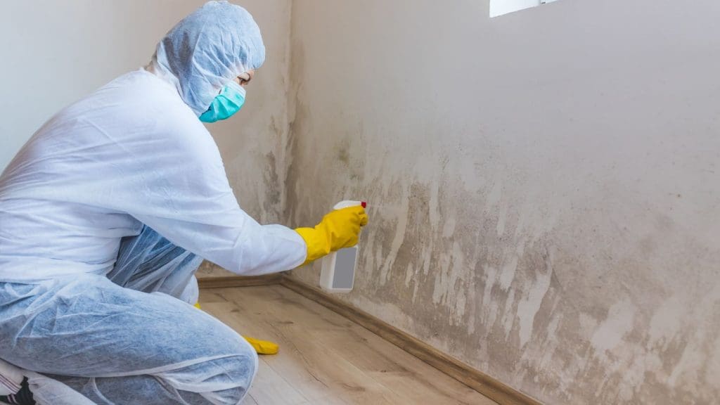 the role of professional mold inspection and remediation