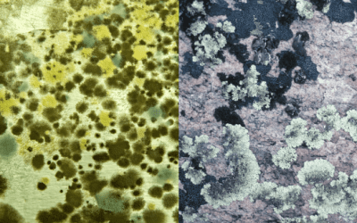 Mold vs. Fungus: Key Similarities, Differences, and Health Implications