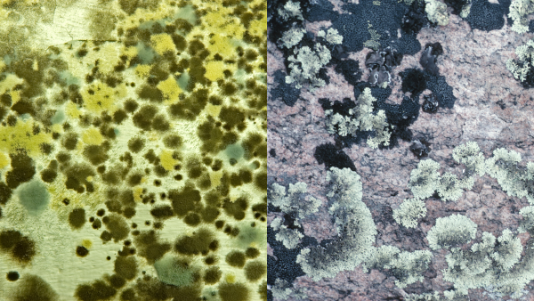 Mold And Fungus Growth Side By Side