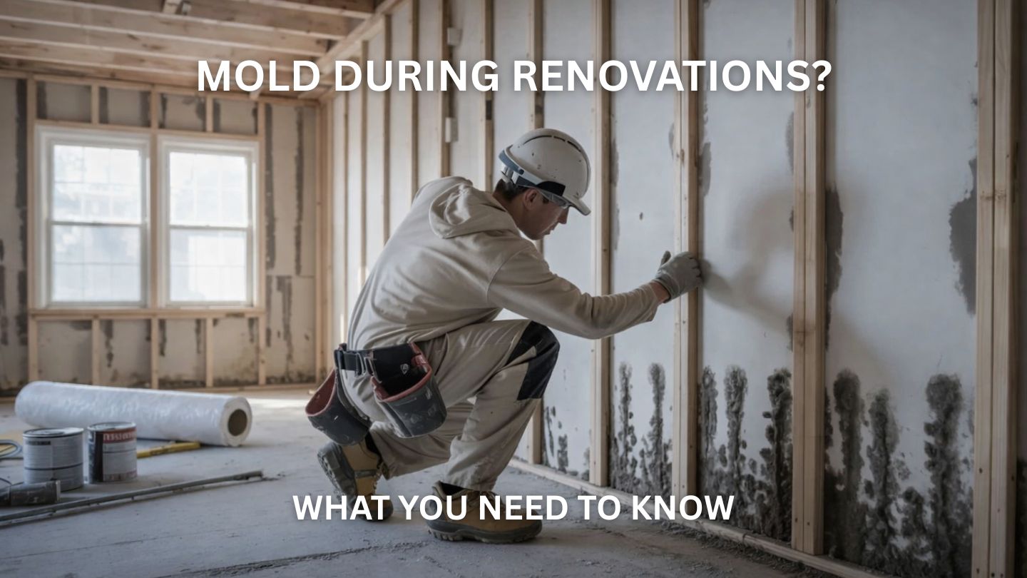 Is Mold a Concern During Renovations? Here’s What You Need to Know