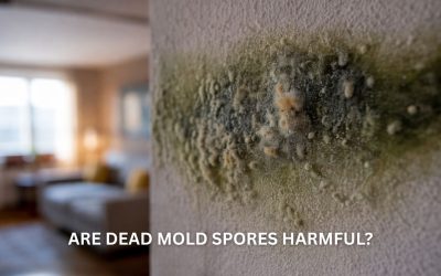 Are Dead Mold Spores Harmful?